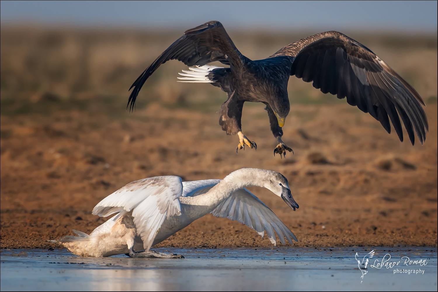 заказник, \, Роман Лобанов