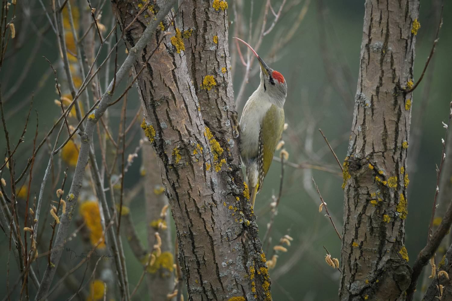 природа, лес, поля, огороды, животные, птицы, макро, Посевич Дмитрий