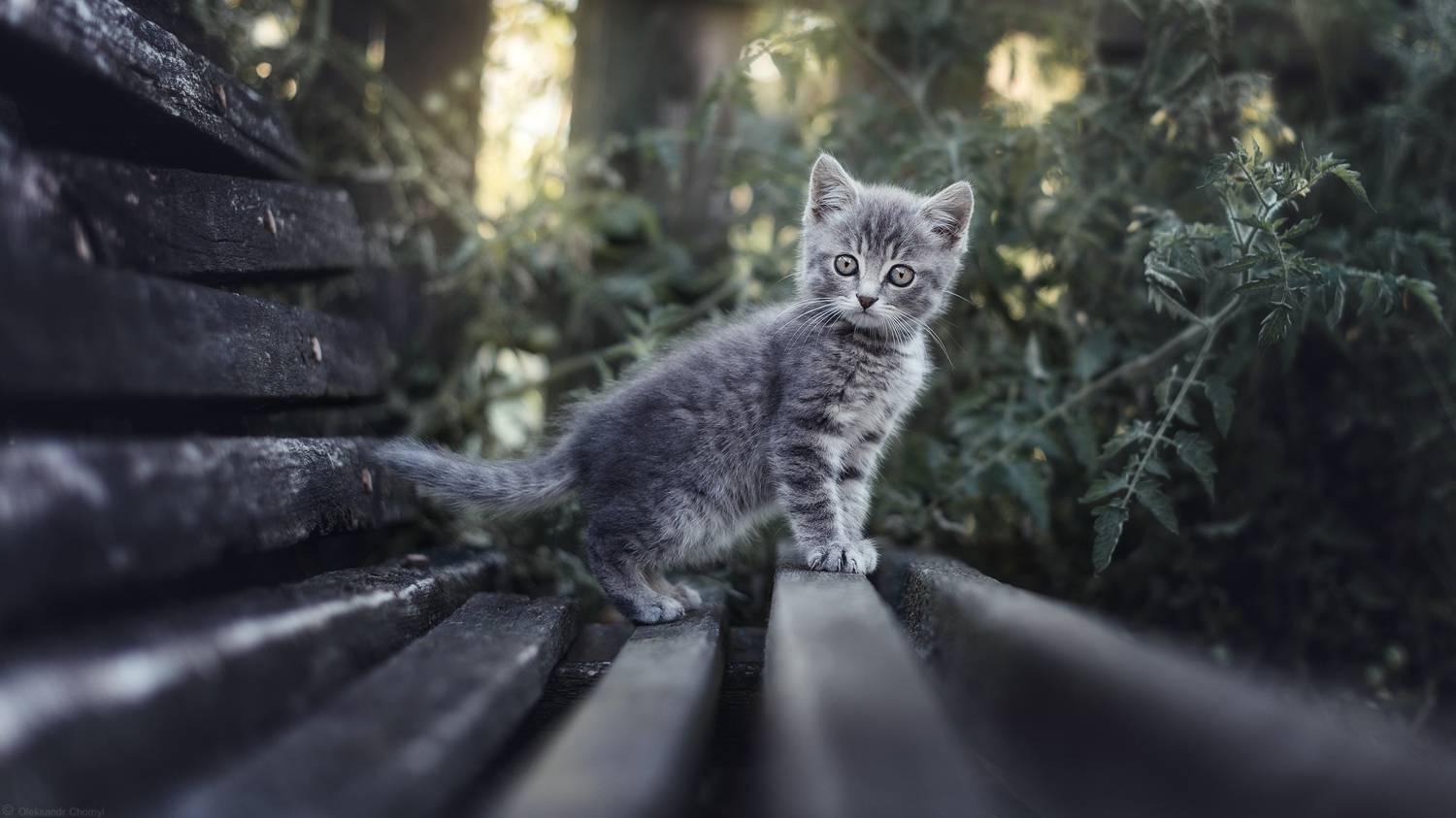 , Чорный Александр