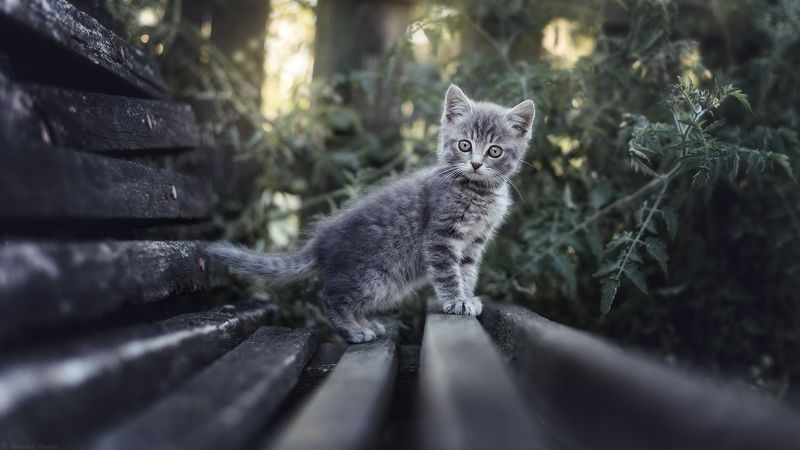 *** фото превью