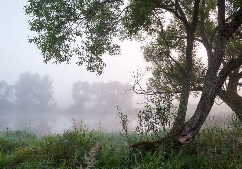 Летние туманы фото превью