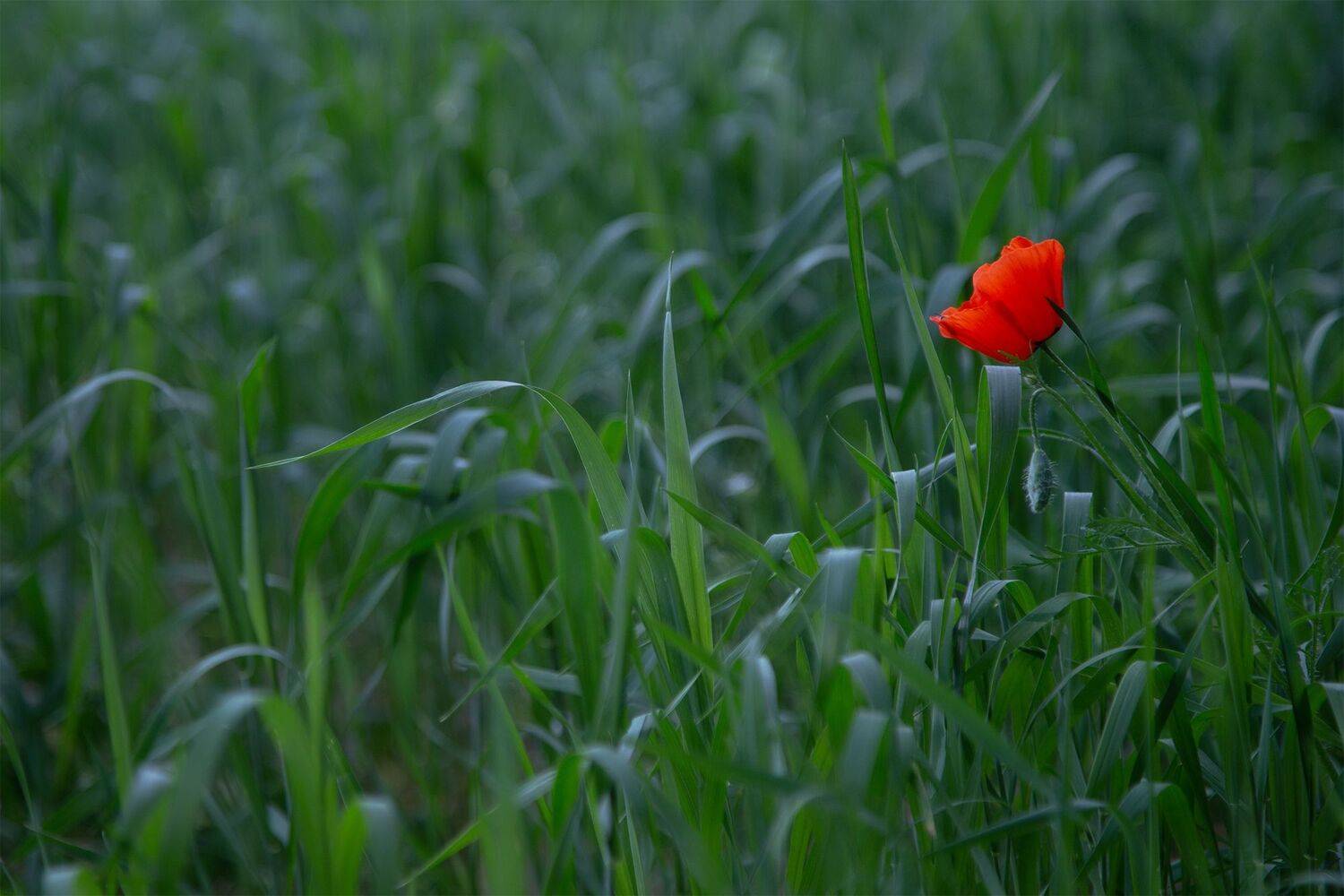 кыргызстан, Элина Магалимова