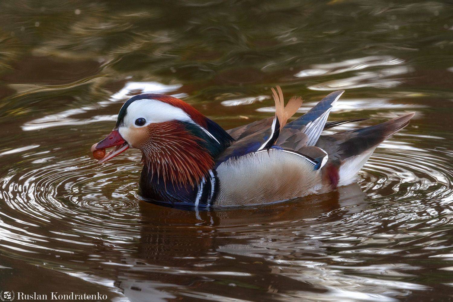 утка, мандаринка, утка мандаринка, Руслан Кондратенко