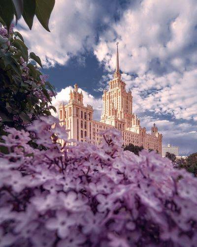 Сирень около гостиницы 