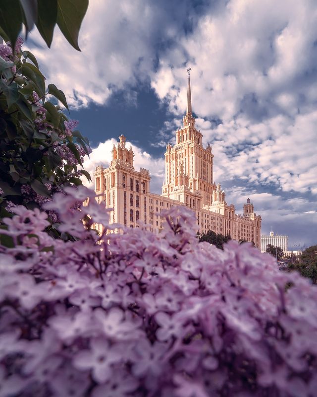 сирень, москва, гостиница украина, moscow, lilac, spring Сирень около гостиницы \