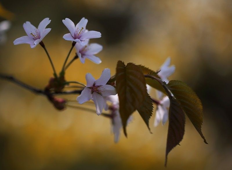 вишня, май, весна Весна фото превью