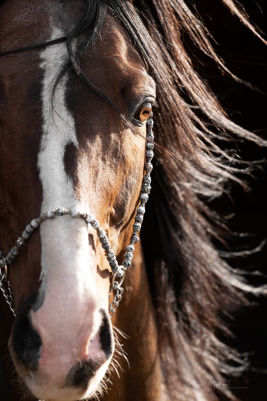 Лошадь, лошади, horse, horses Бювар фото превью