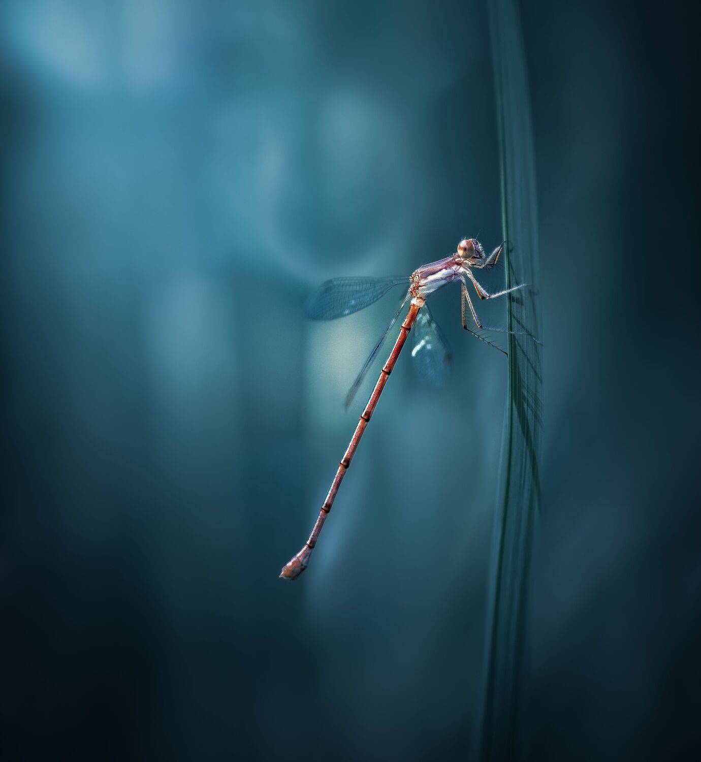 damselfly, dragonfly, insect, grass, sunset, dusk, evening, bug, macro, blade, grassland,, Atul Saluja