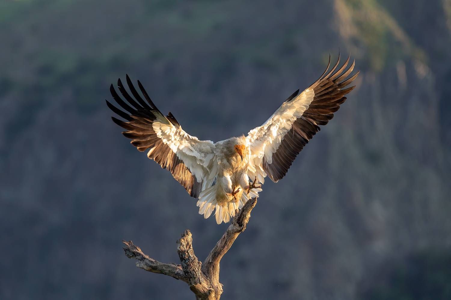 , Lyubomir Momchilov