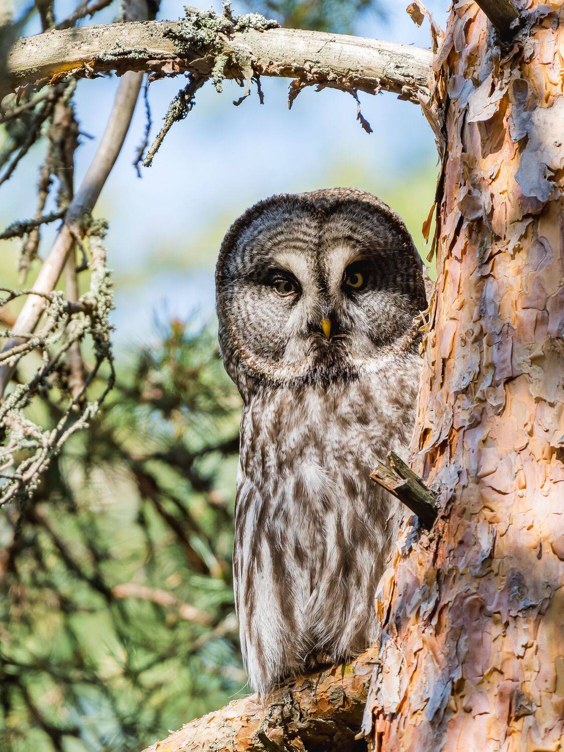 , Дэм Константин