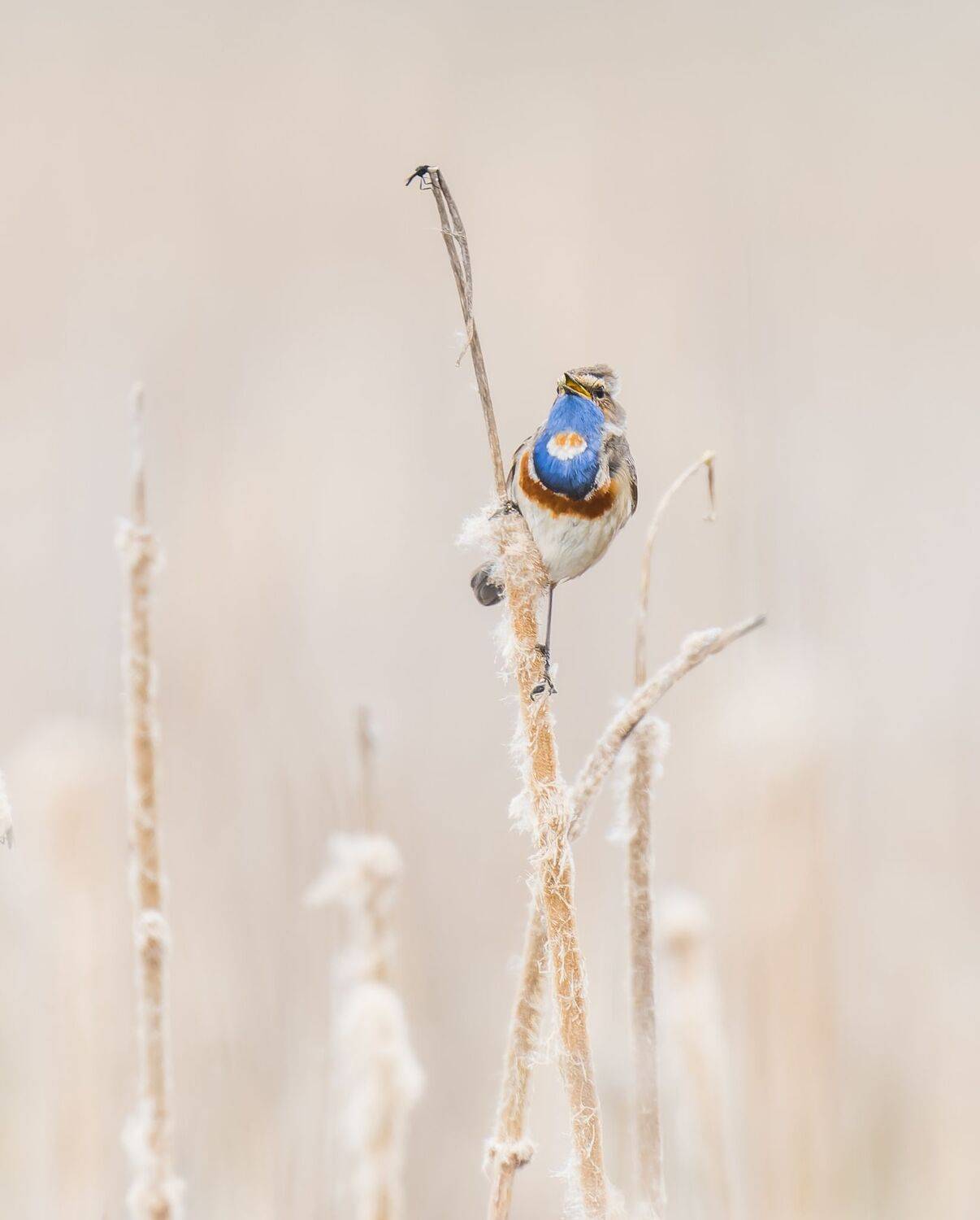 , Дэм Константин