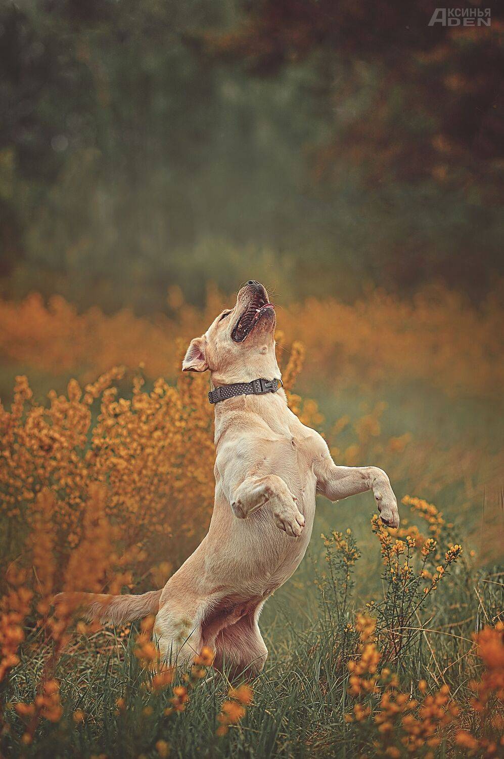 , Денисова Аксинья