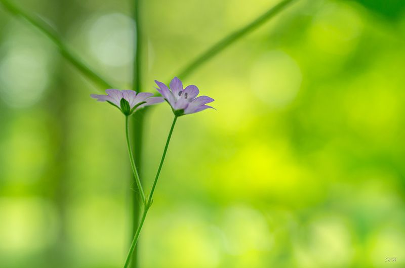 close-up, color, colors, color image, flower, flowers, geranium, green, macro, nature, photograph, photography, plant, plants, purple, spring, springtime, Geranium pyrenaicum фото превью