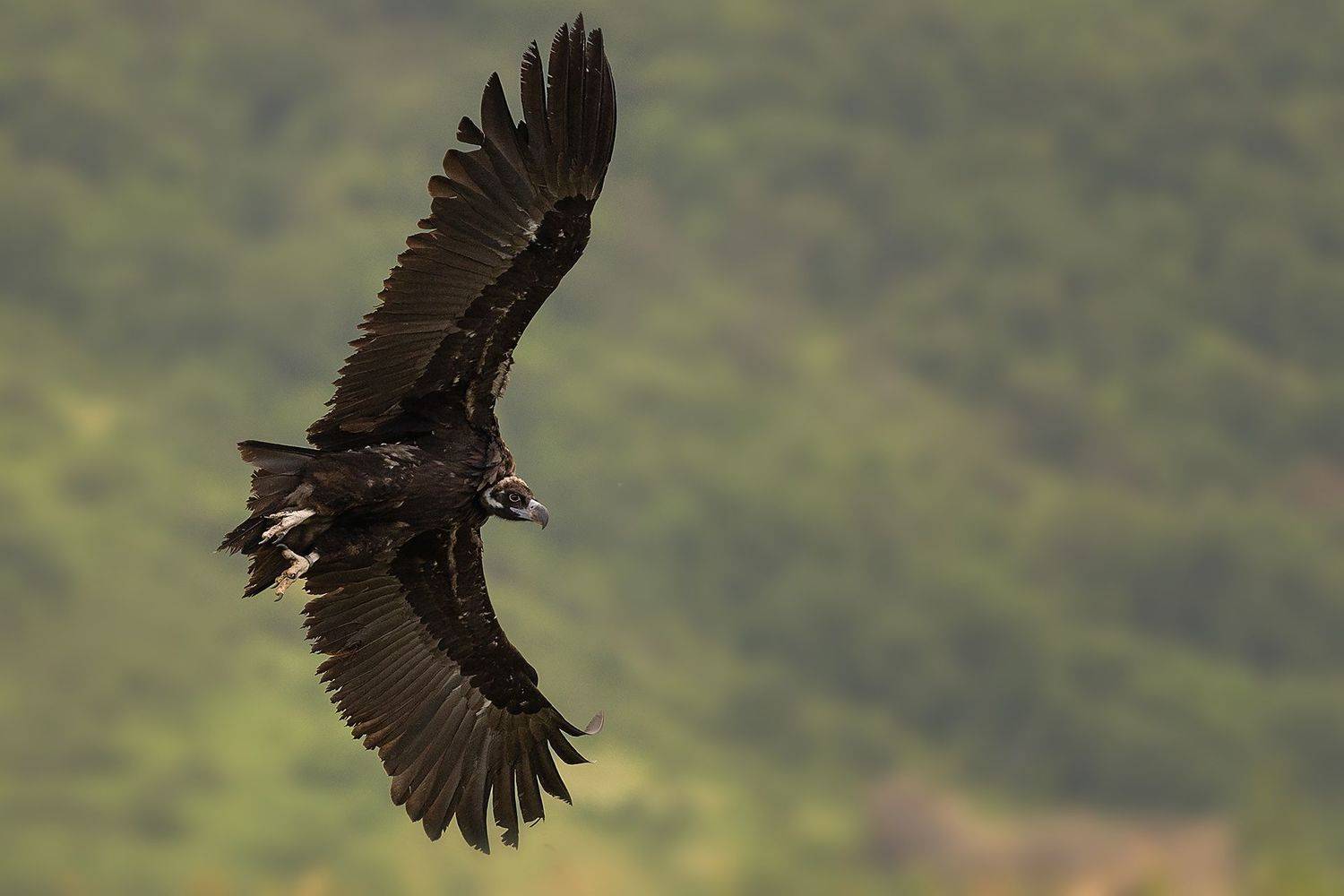 Aegypius monachus, Petar Bogdanov