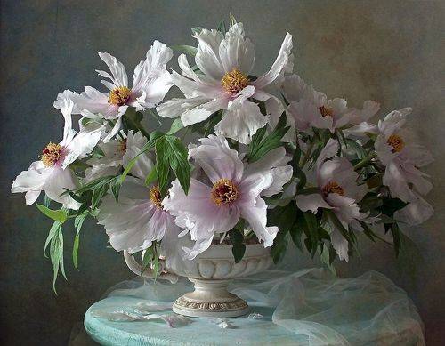 Нежная роскошь пионов