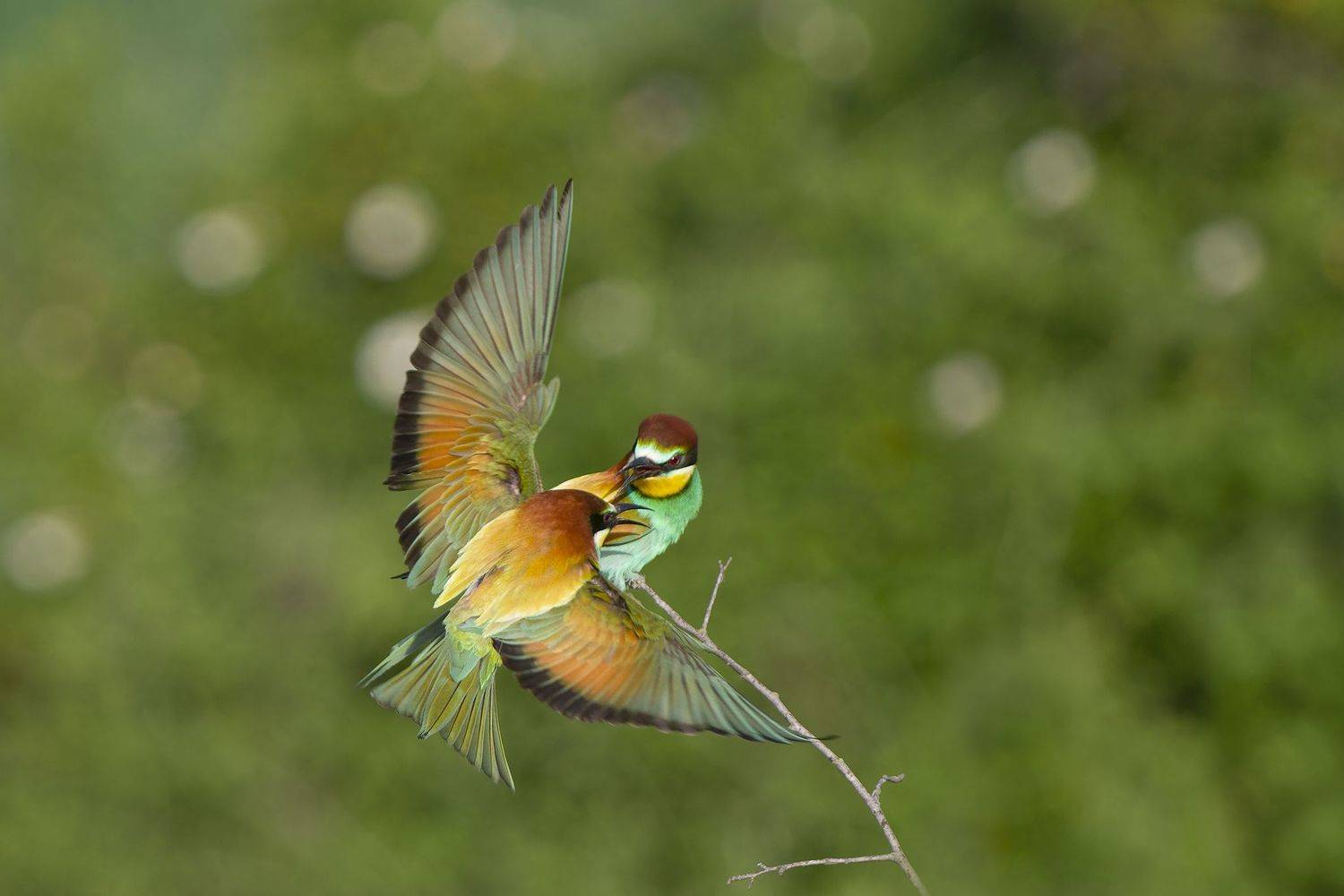 , Евгени Стефанов