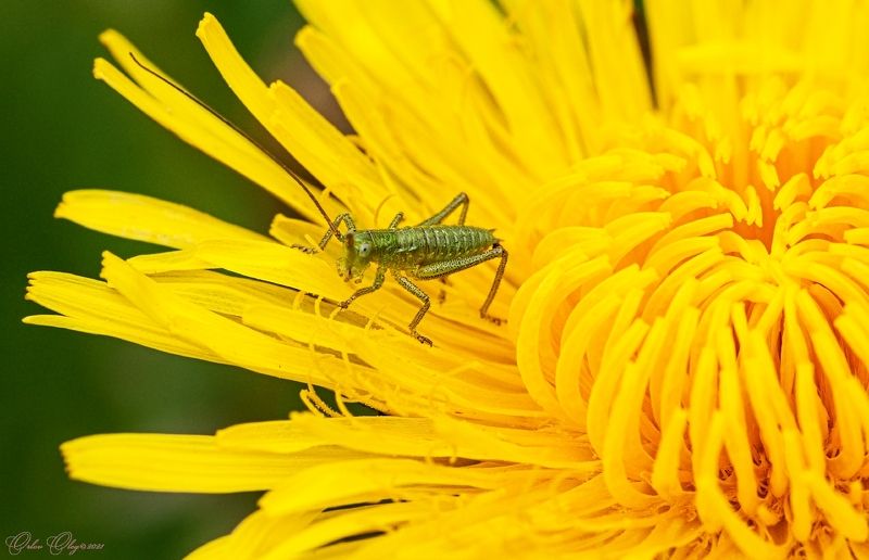 Кроха.... фото превью