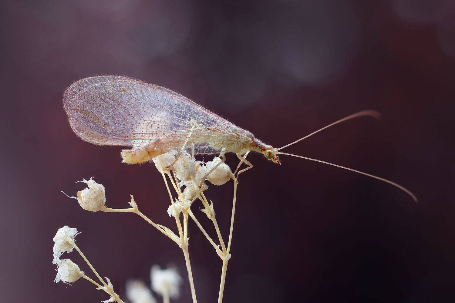 , Кузнецов Дмитрий