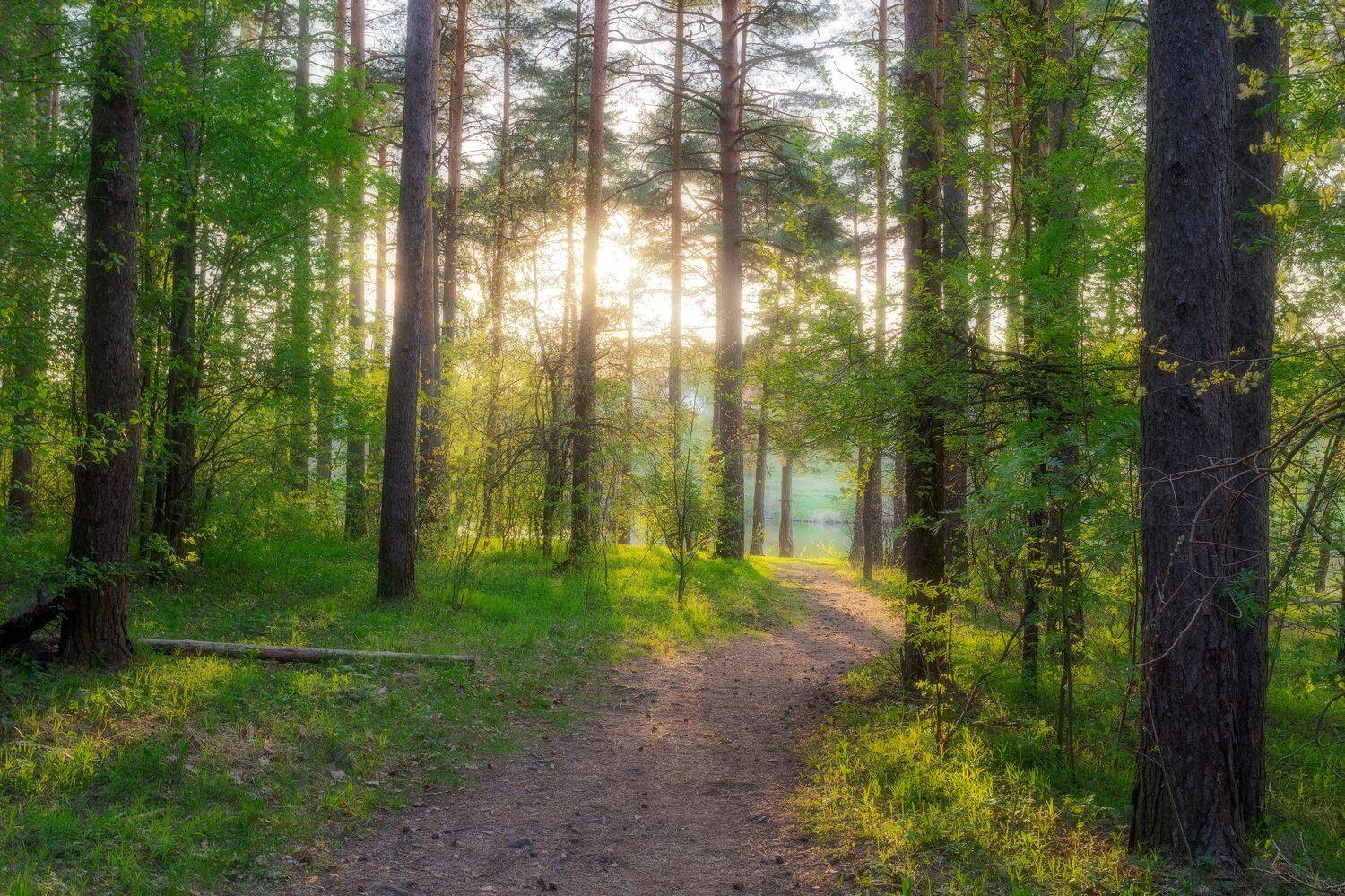 пейзаж, природа, весна, лес, закат, Московская область, Мартыненко Дмитрий