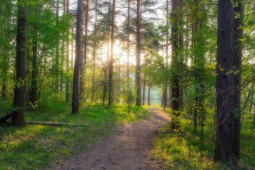 Солнечный вечер