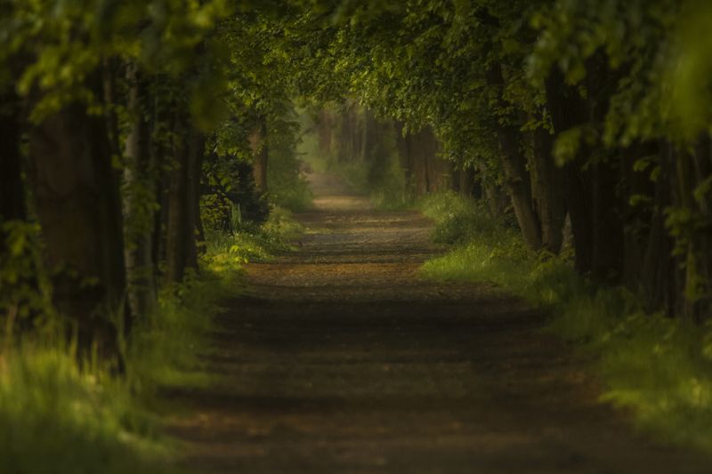 Forest road фото превью