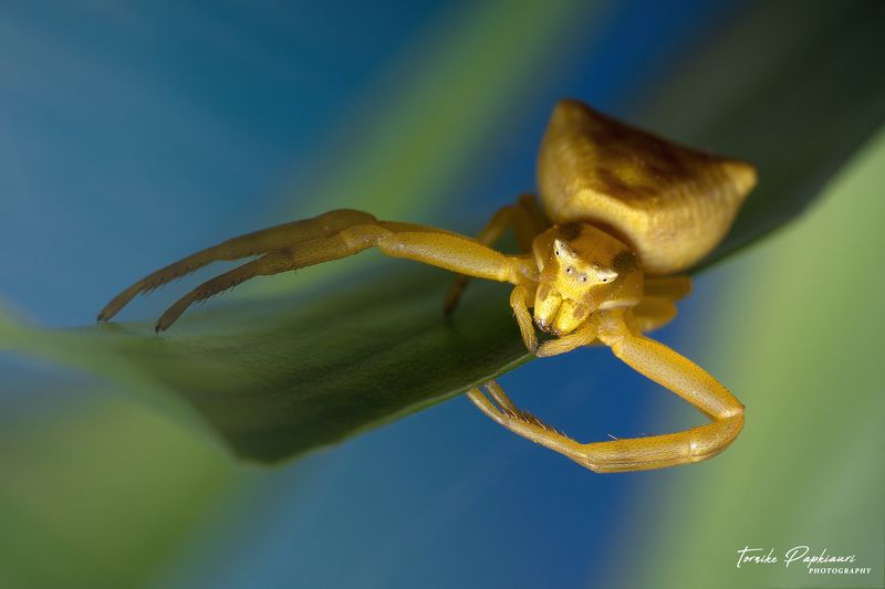 macro, spider, georgia Flower spider фото превью