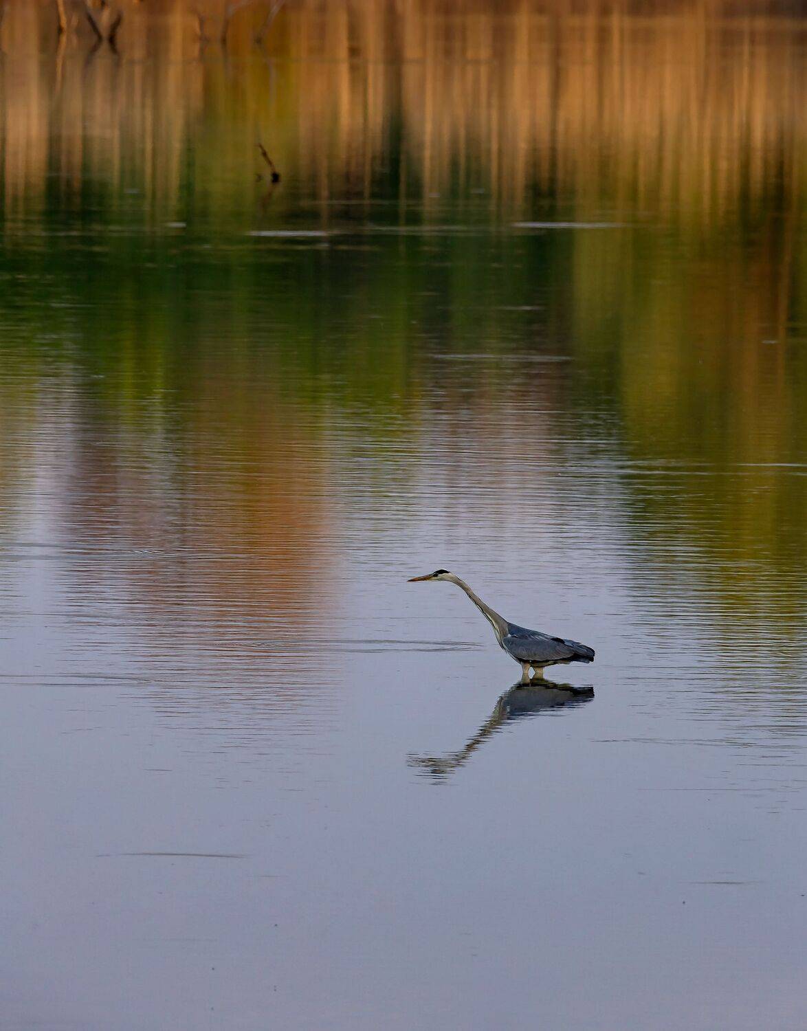 , Подосинников Максим