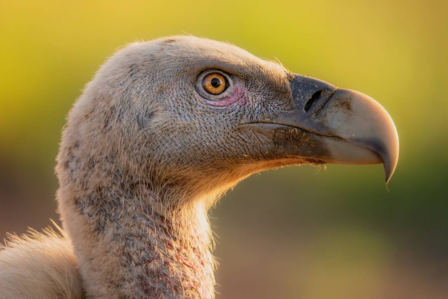 , Lyubomir Momchilov