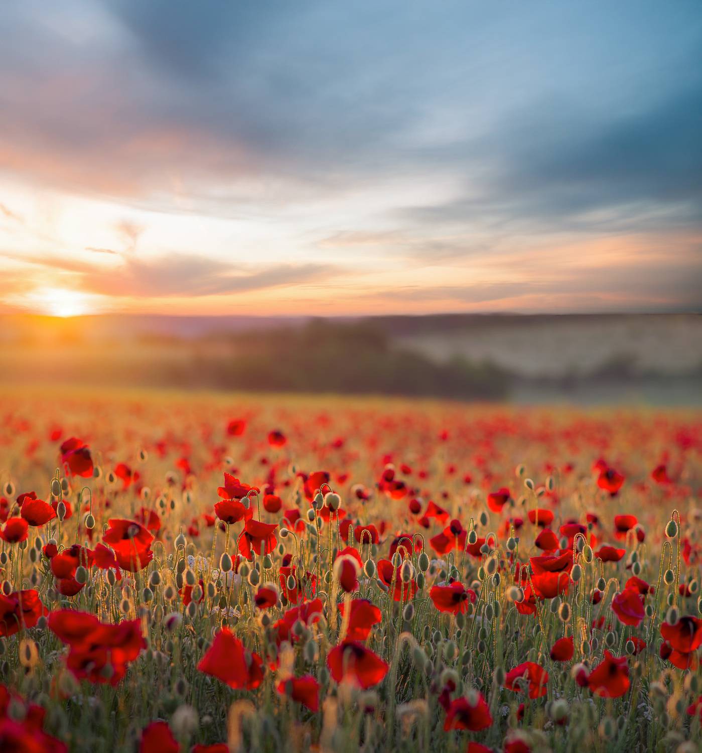 мак, весна, цветы, flowers, papaver, landscape, Алексей Юденков
