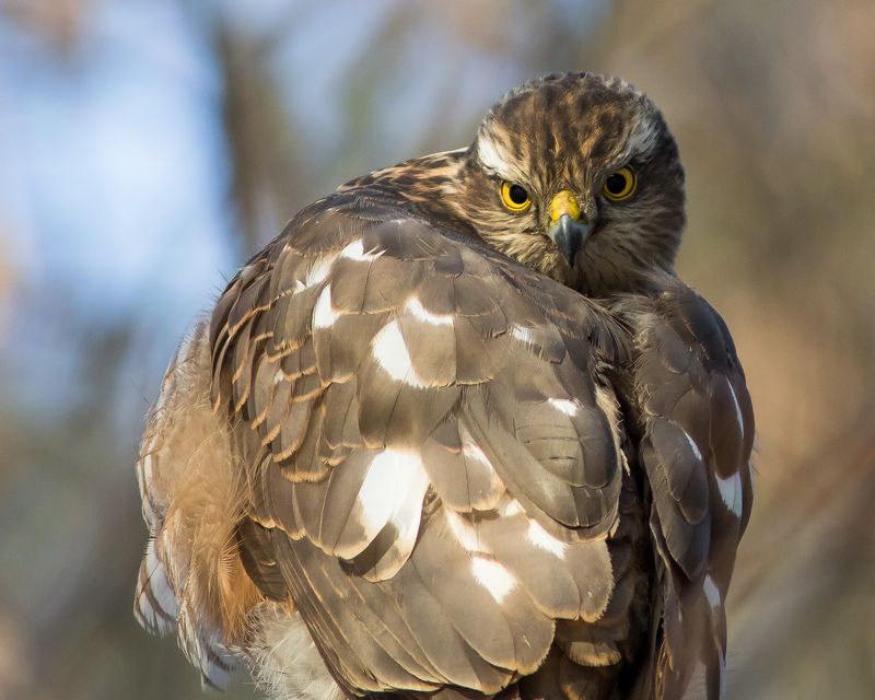 ястреб-перепелятник Ястреб-перепелятник фото превью
