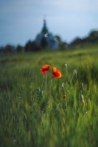 Два юных мака.