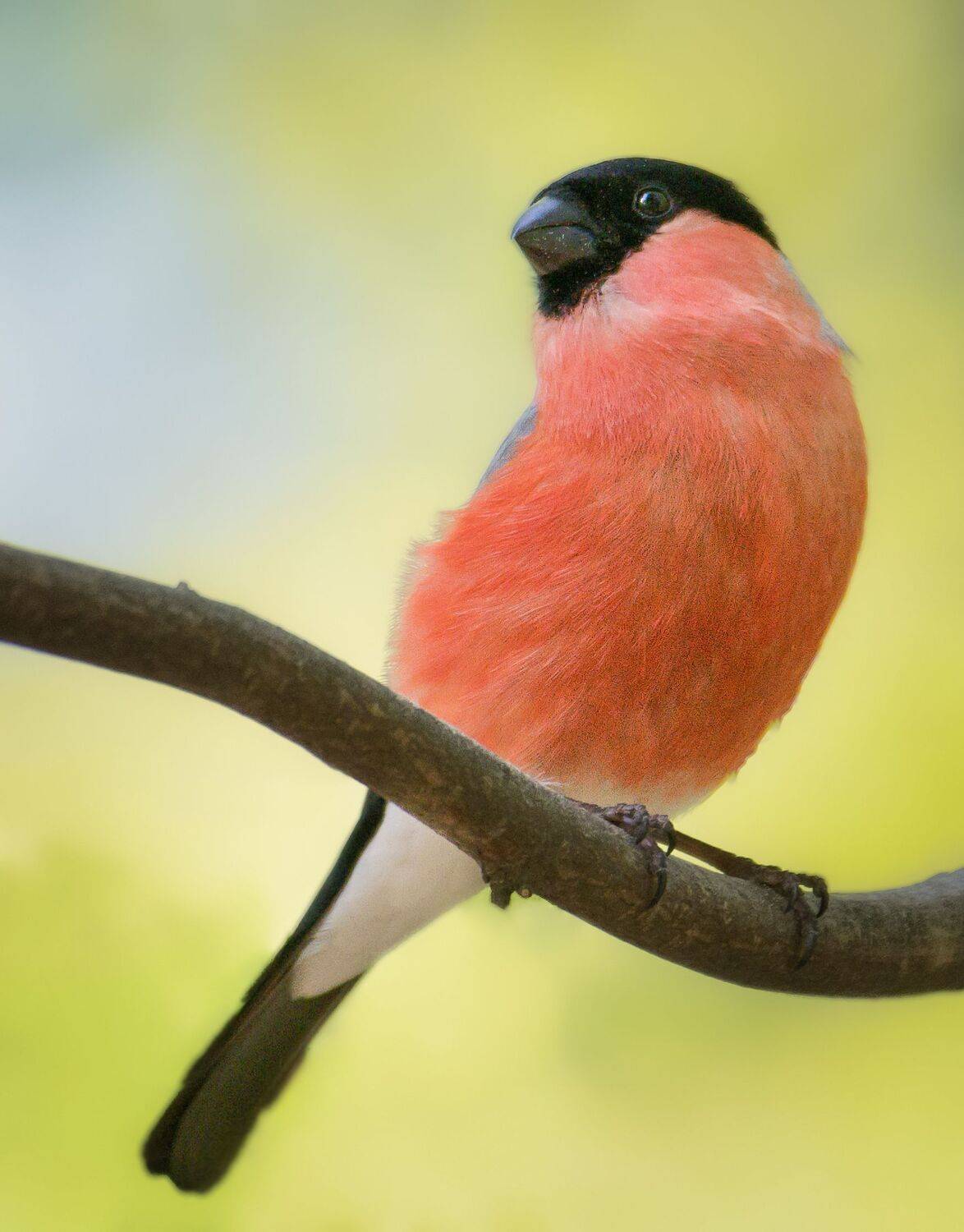 птицы России, птицы Москвы, фотоохота, наблюдение за птицами, птица, птицы, орнитология, nikon, birding, birdwatching, bird freak, Никон Александр
