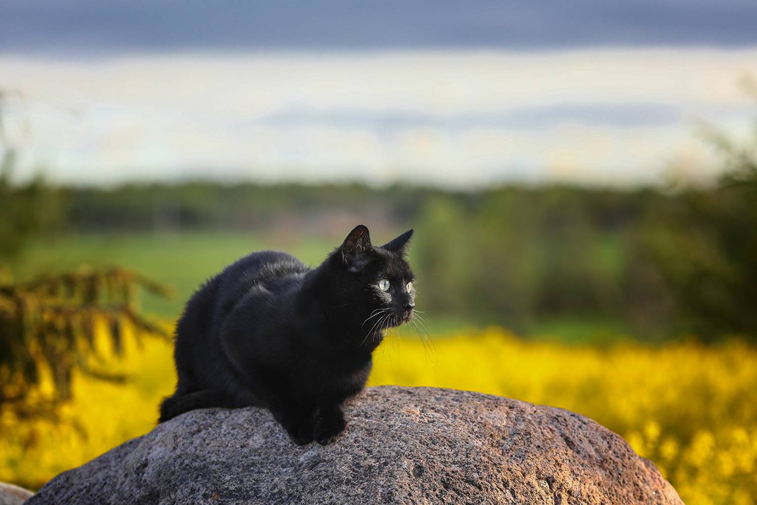 , Андрей Ершов
