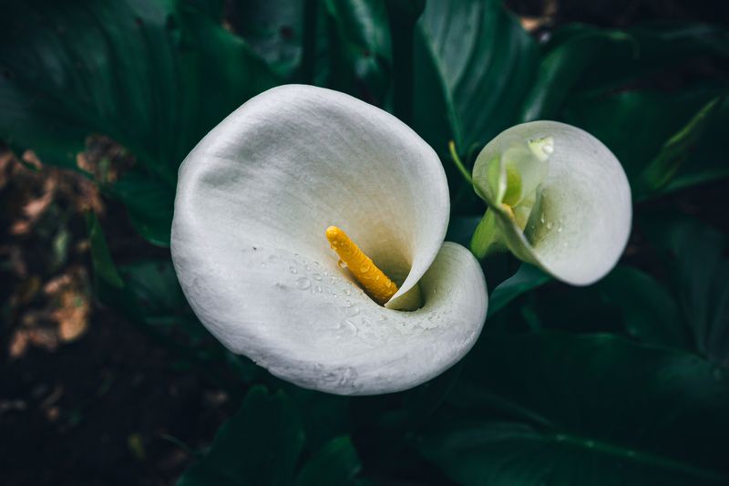 каллы, грузия, цветы, путешествия, лес, черное море, батуми, кобулети, субтропики, цветы, элегантность, букет невесты. белое, зеленое, растения Цветущий под дождем фото превью