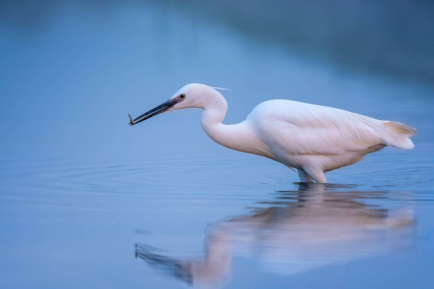 , Lyubomir Momchilov