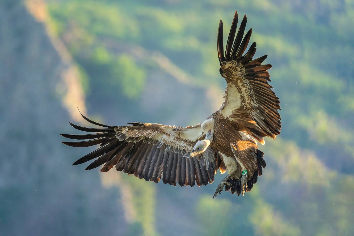 , Lyubomir Momchilov