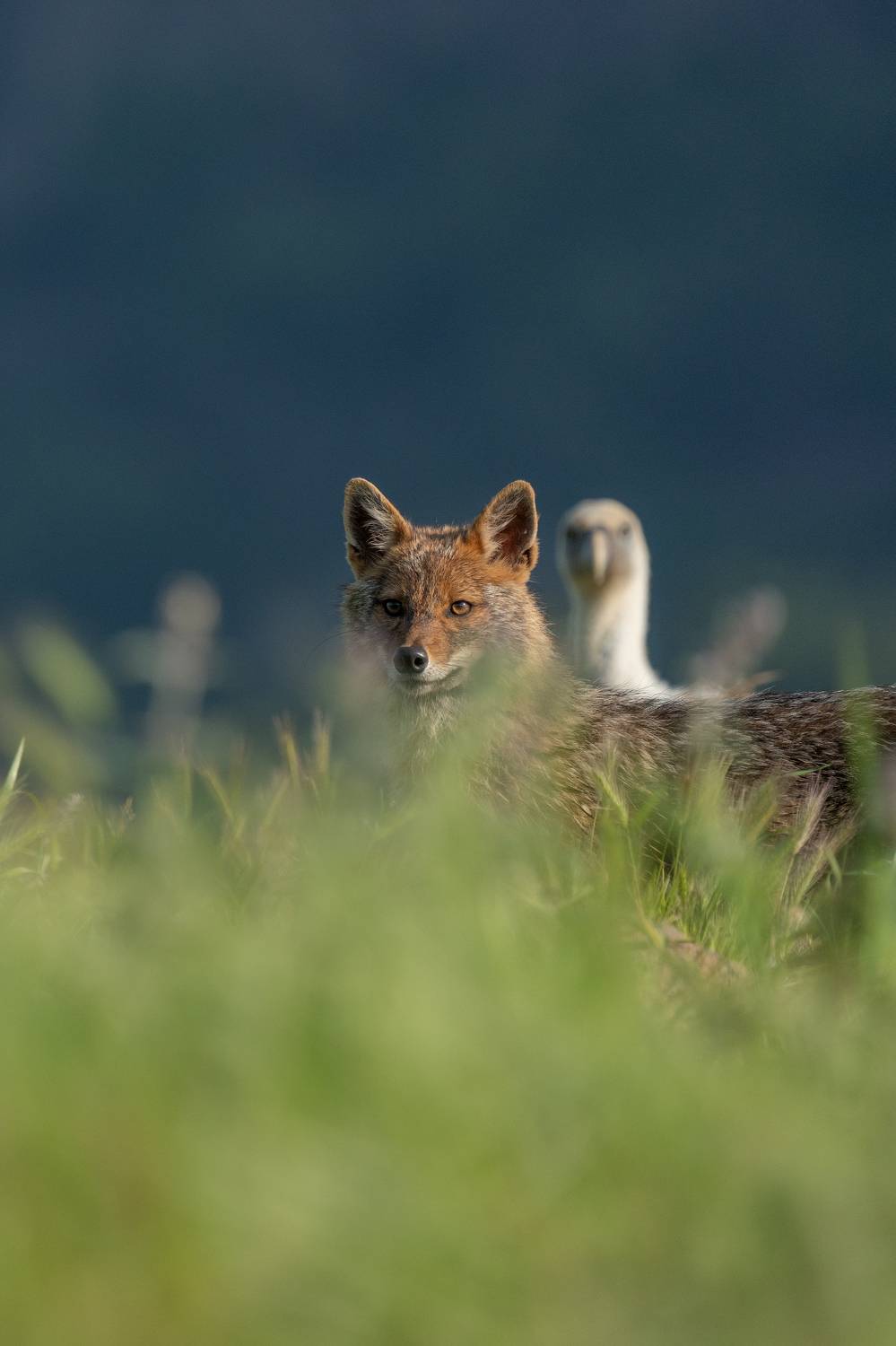 , Lyubomir Momchilov