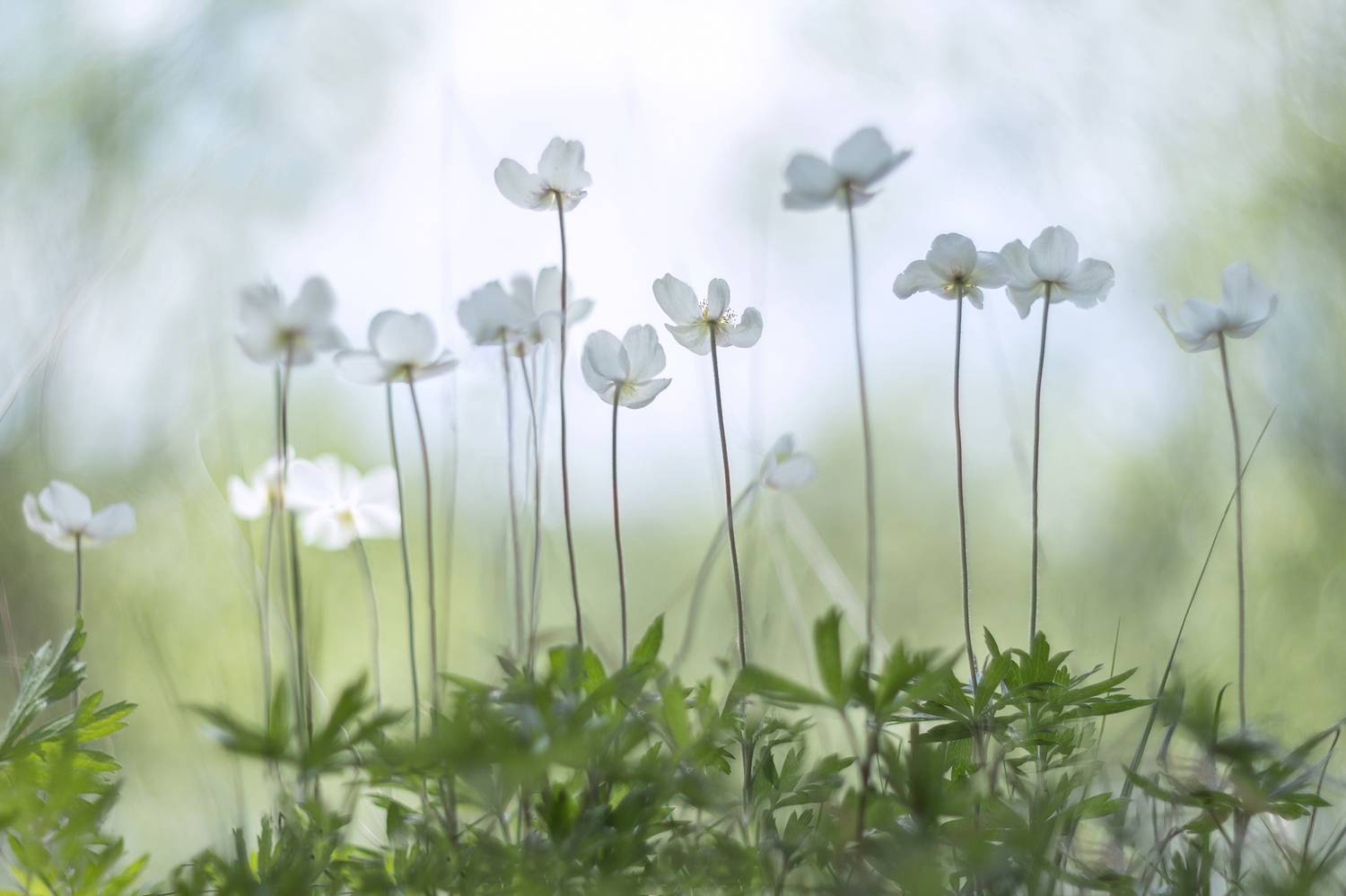 ветреницы лесные, Koledova Irina