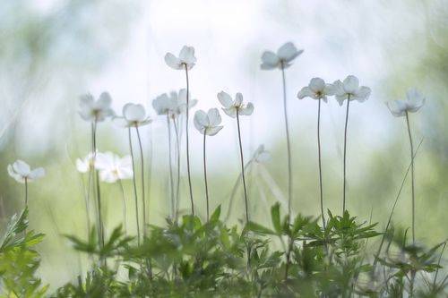 Дочери ветров