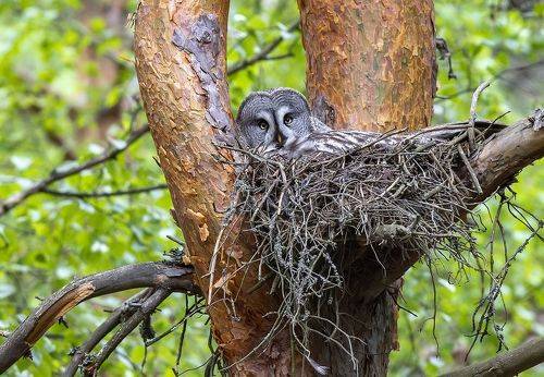 Бородатая неясыть на гнезде