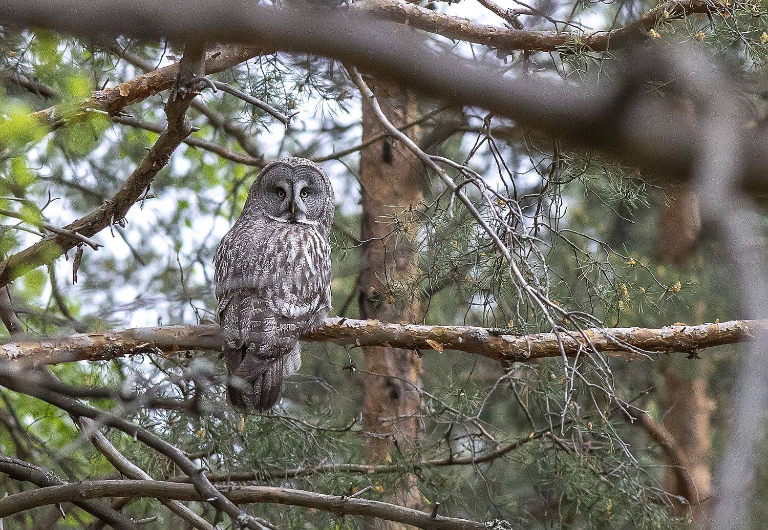 совы, птицы, сосновый лес, бородатая неясыть, strix nebulosa, Широких Александр
