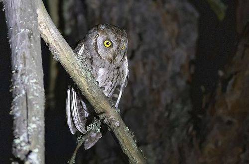 Кто не спит в лесу ночью?