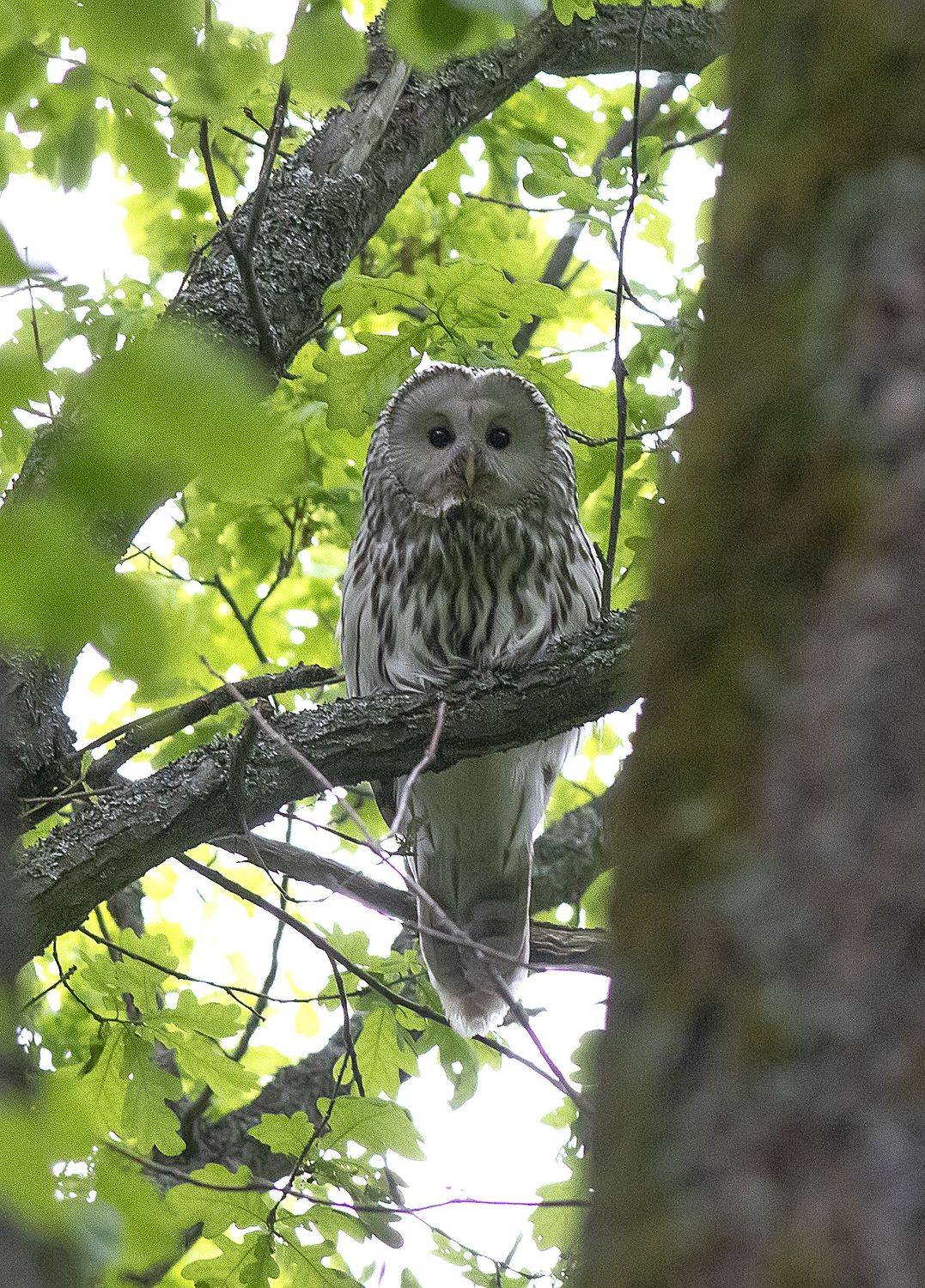 совы, птицы, сосновый лес, длиннохвостая неясыть, strix uralensis, Широких Александр