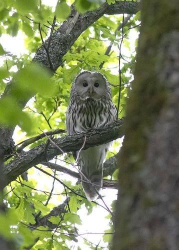 Длиннохвостая неясыть