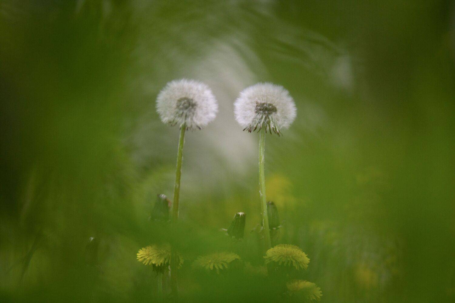 , Сергей Фаренюк