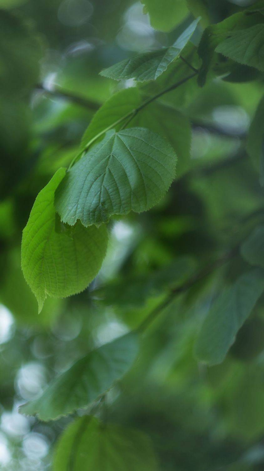 макро, весна, зелень, мануальная оптика, helios, manuallens, macro, green leaves, nature, spring, природа, Мария Обидина