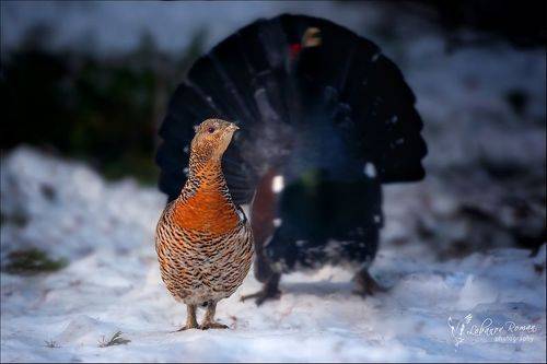 Муки выбора