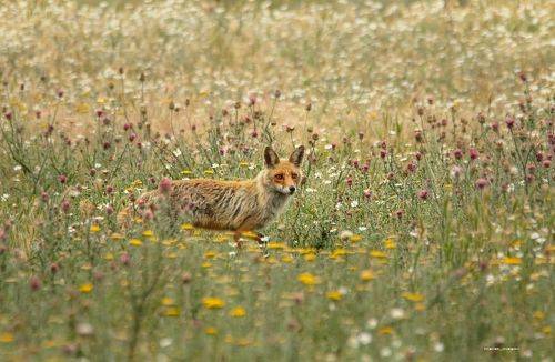 Случайная встреча..