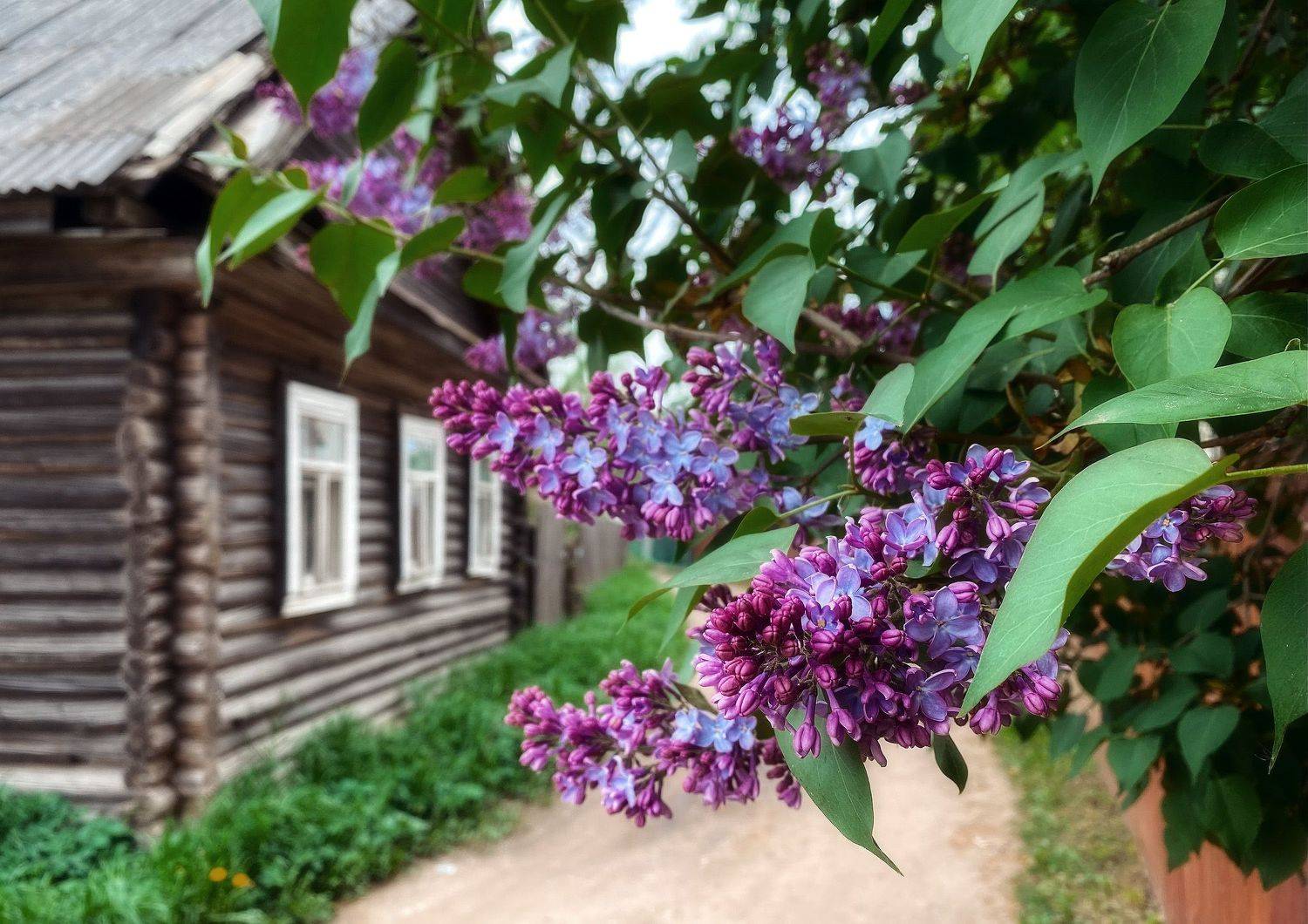 валдай, Timothy Shutov