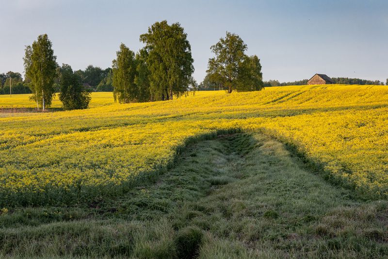 Майское утро II фото превью